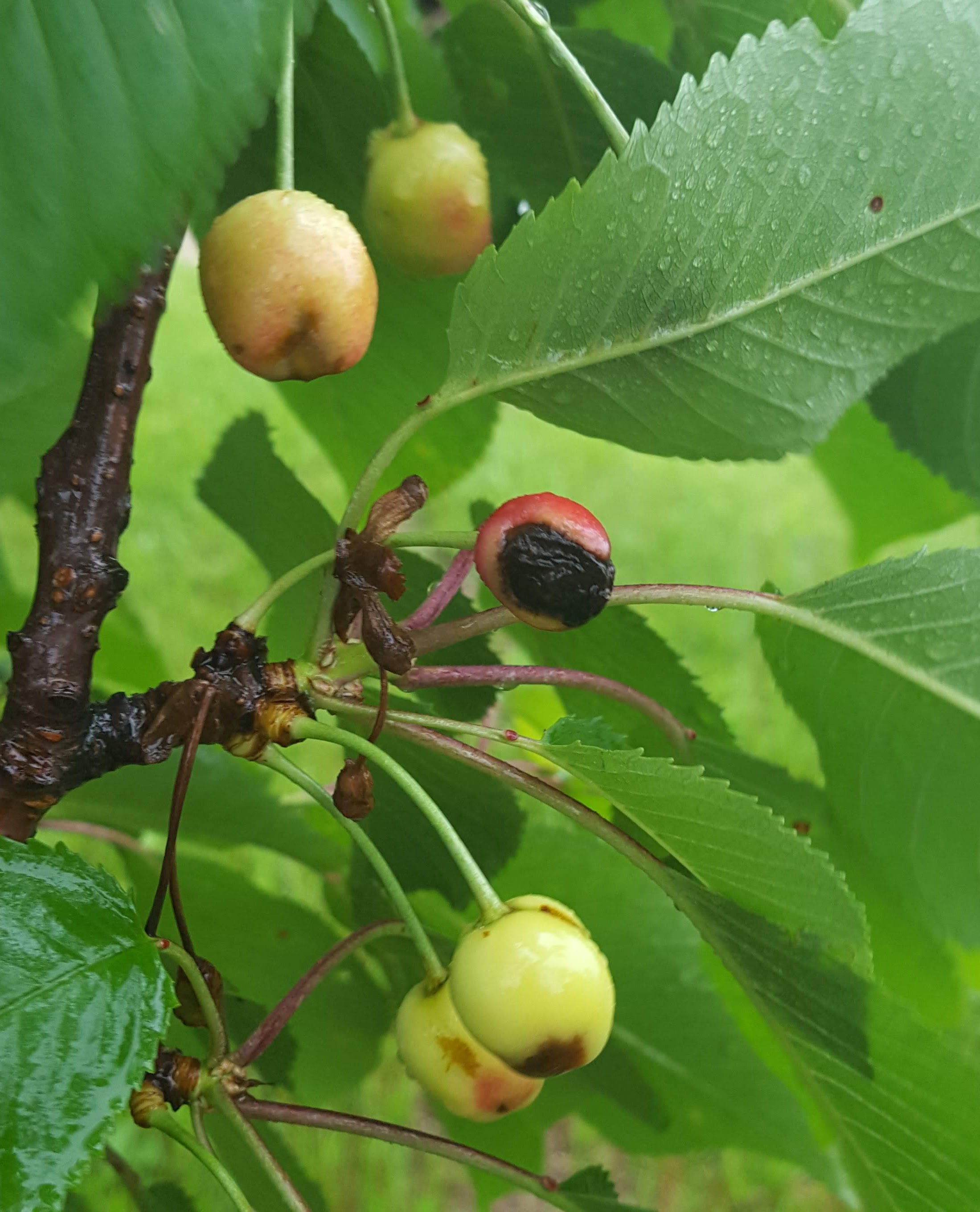 Sweet cherry bacterial canker on fruit